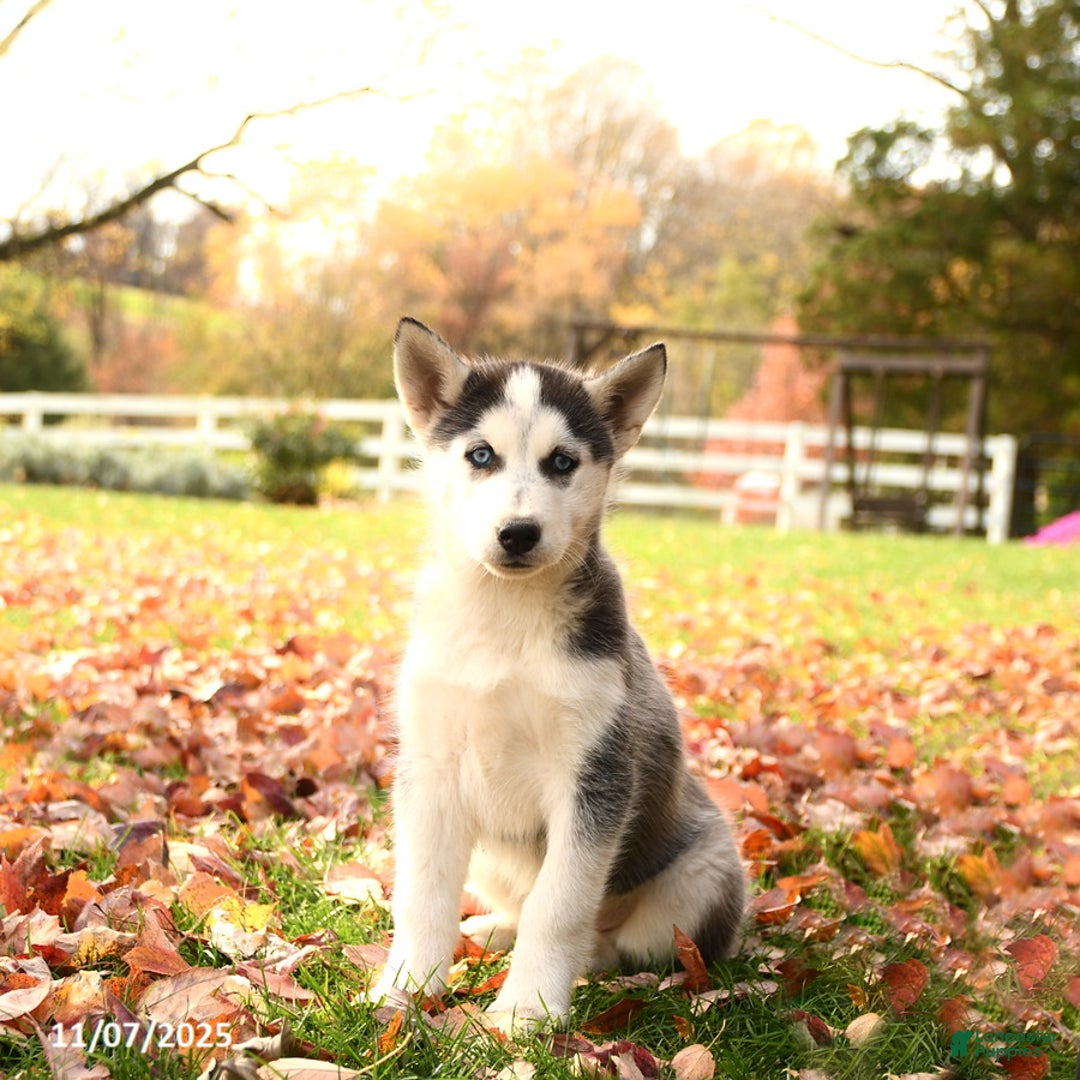 Siberian Husky dogs for sale: Bonnie - Ad 1