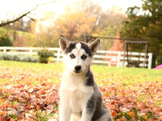 Siberian Husky dogs Bonnie - Ad 36