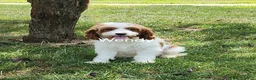 Cavapoo dogs for sale: Biscuit - Ad 10