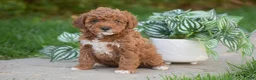 Miniature Poodle dogs for sale: Gianna - Ad 2