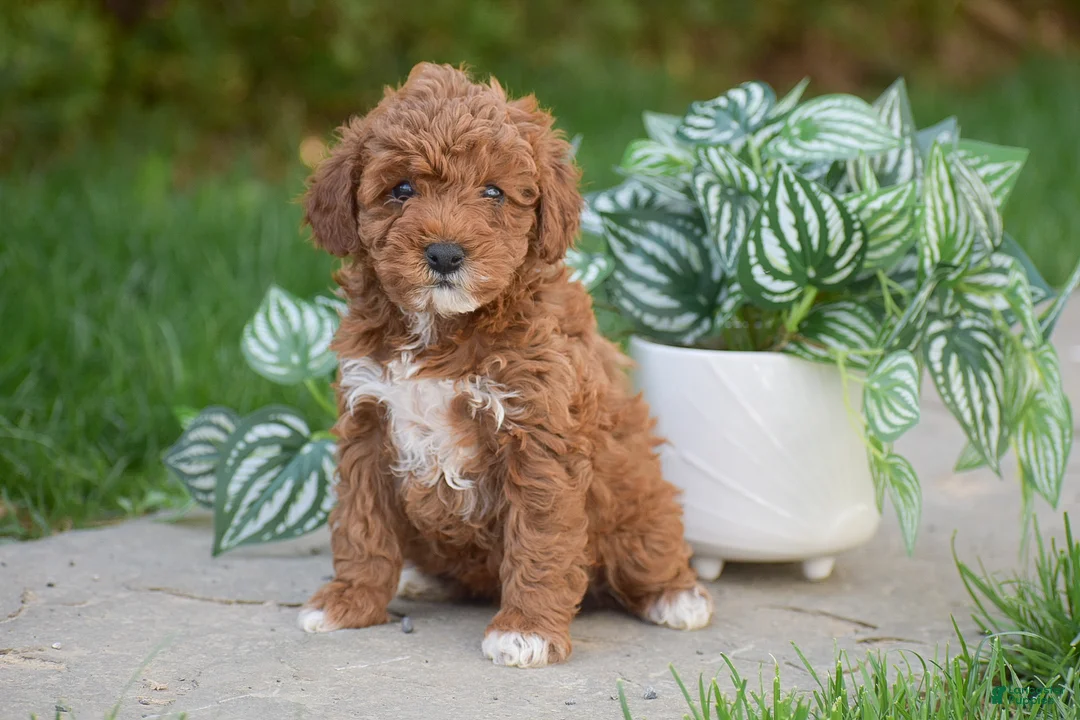 Miniature Poodle dogs for sale: Gianna - Ad 2