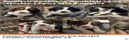 Mixed Breed dogs for sale: Captain - Ad 4