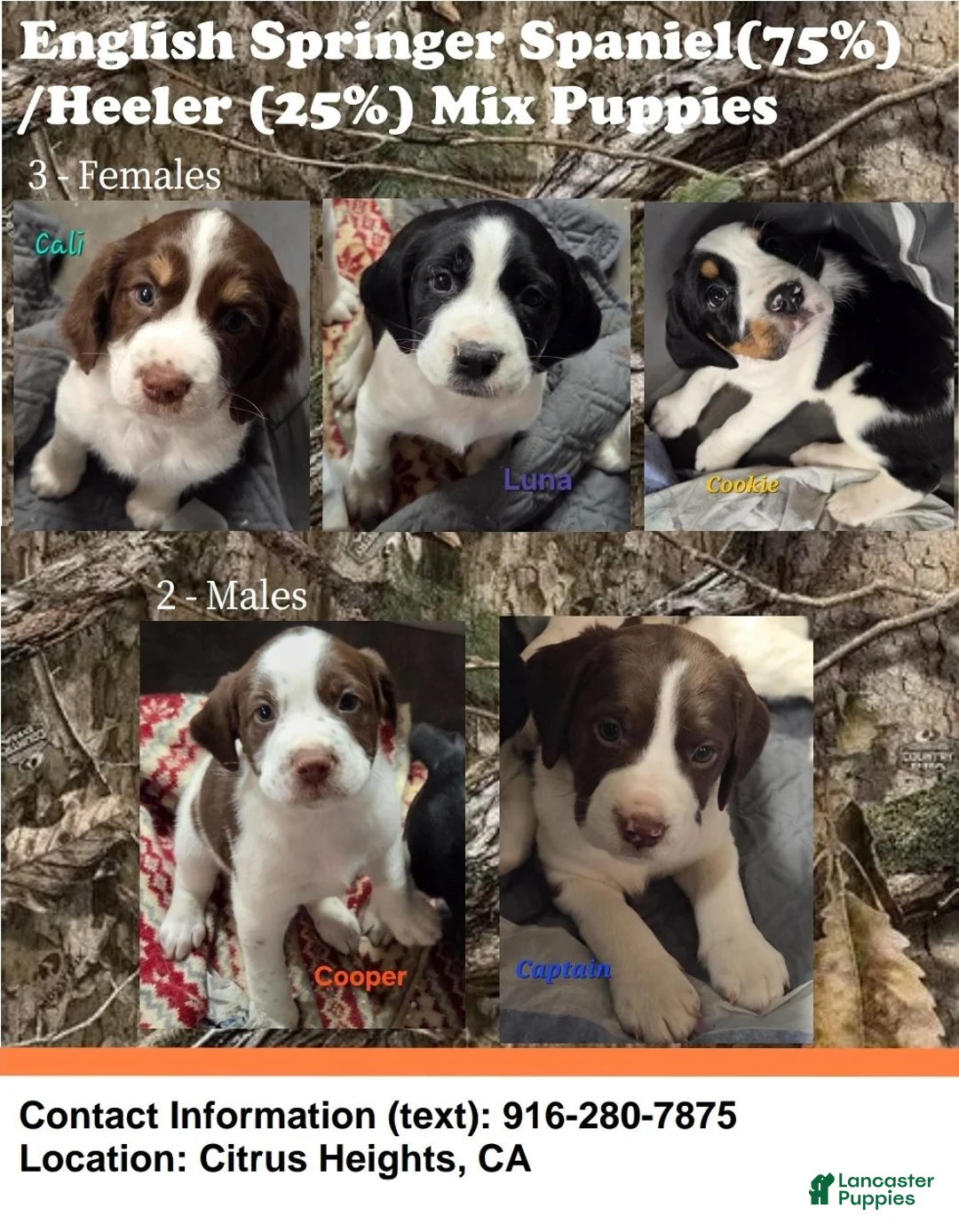Mixed Breed dogs for sale: Captain - Ad 4