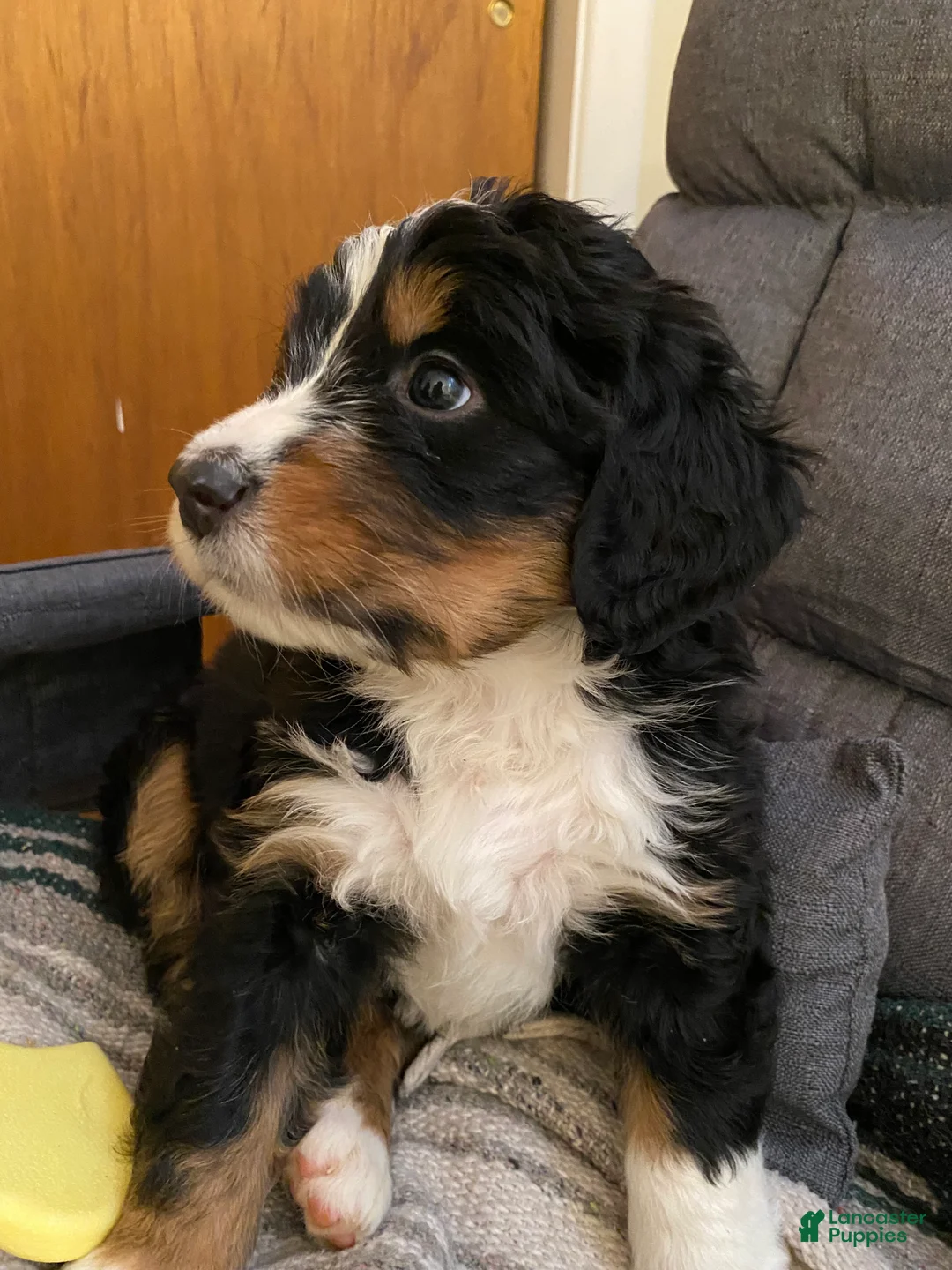 Bernedoodle dogs for sale: Bernedoodle Puppy 3 - Ad 4
