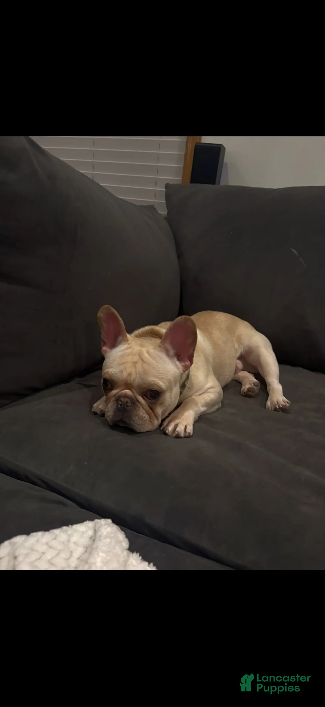 French Bulldog dogs for sale: Male Frenchie Gus - Ad 2