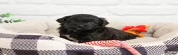 Shihpoo dogs for sale: Harry  - Ad 5