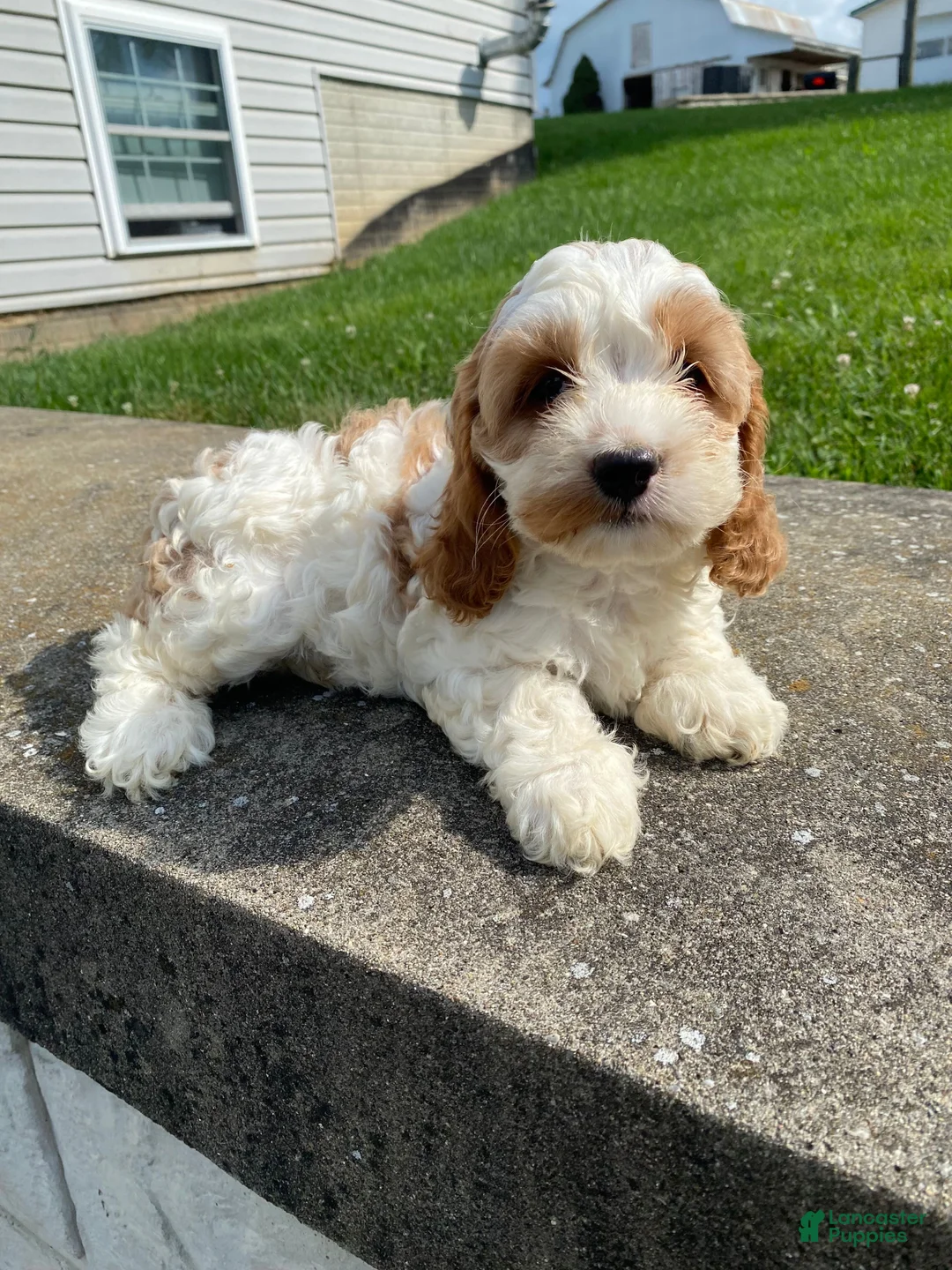 Mixed Breed dogs for sale: Ruby - Ad 2