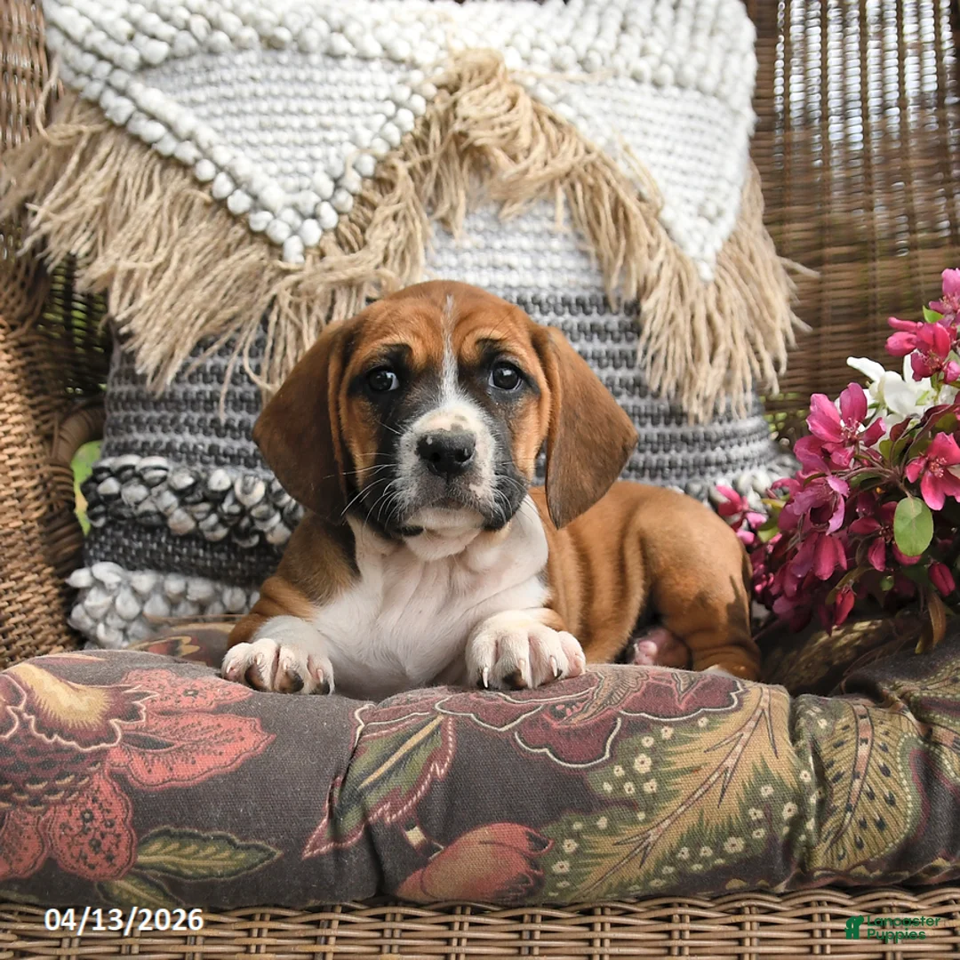 Mixed Breed dogs for sale: Pecan - Ad 2