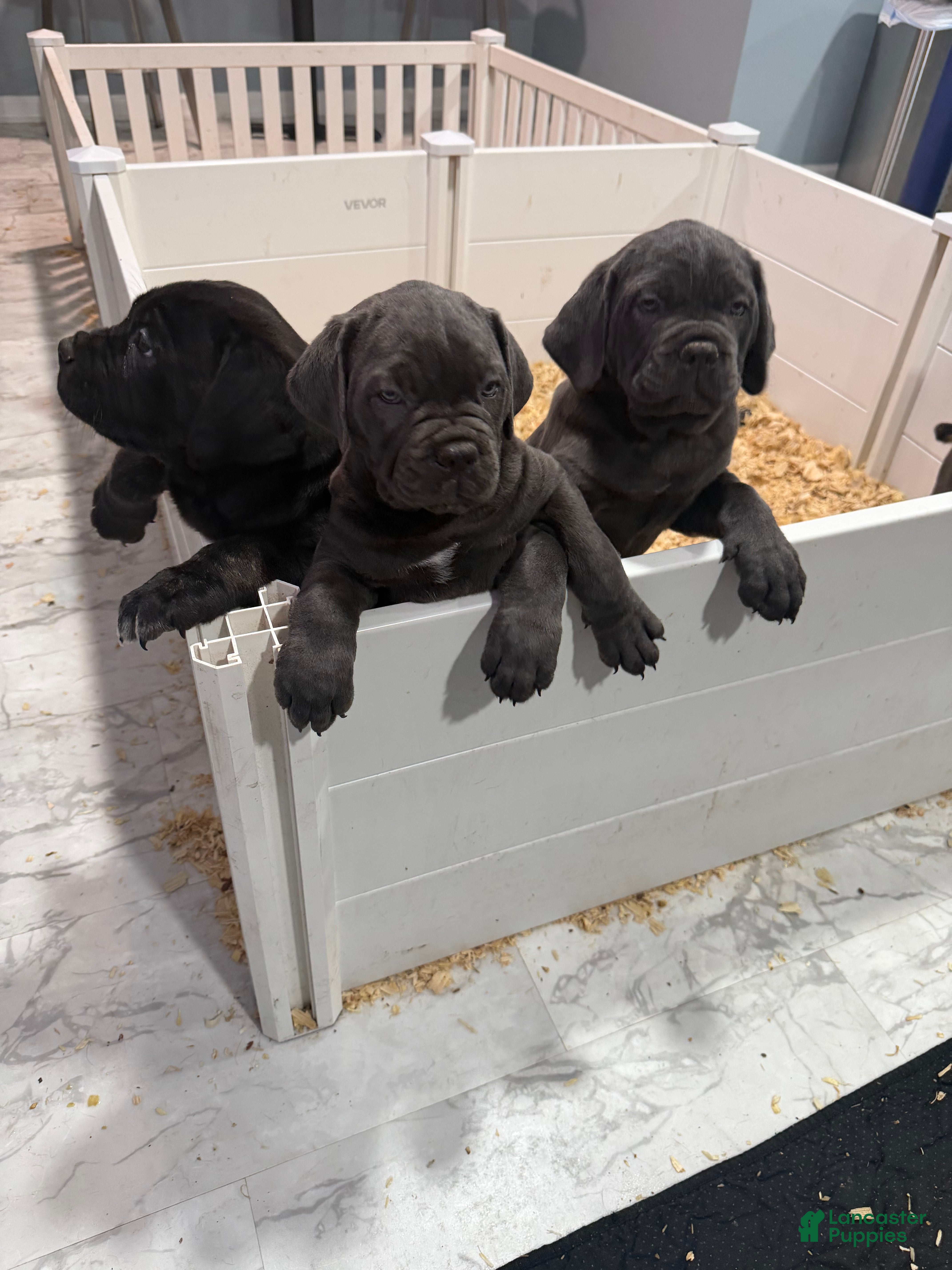 Cane Corso dogs Cane Corso 1 - Ad 1
