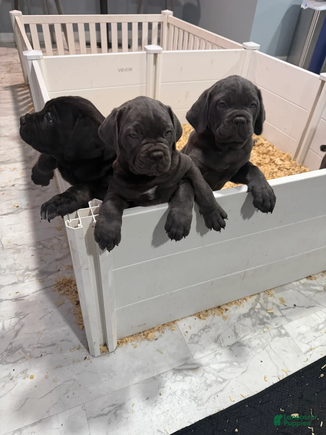 Cane Corso dogs for sale: Cane Corso 1 - Ad 1