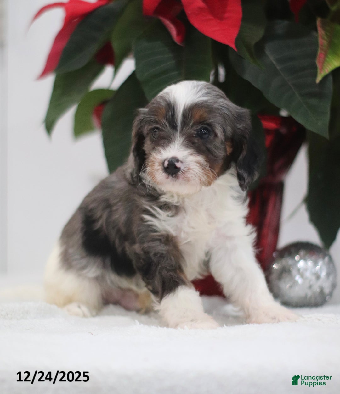 Cavapoo dogs for sale: Parker - Ad 5