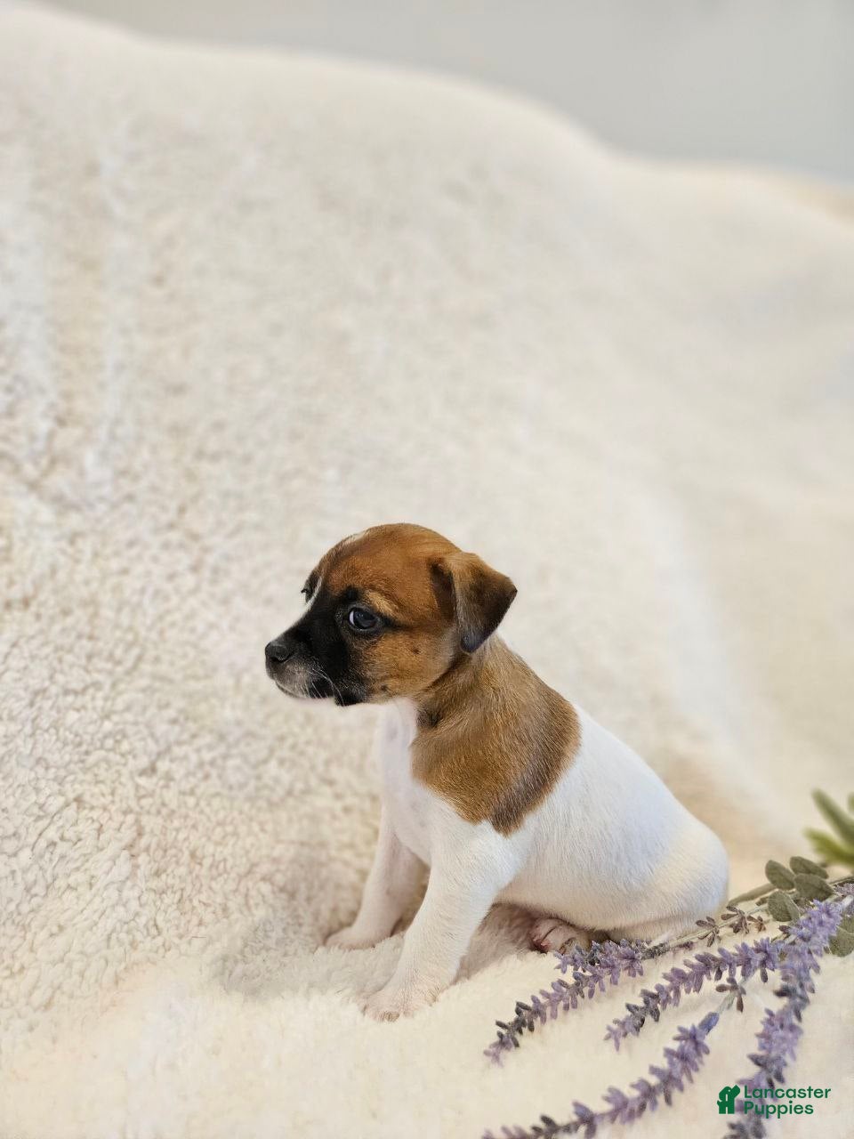 Rat Terrier dogs Ruby - Ad 2