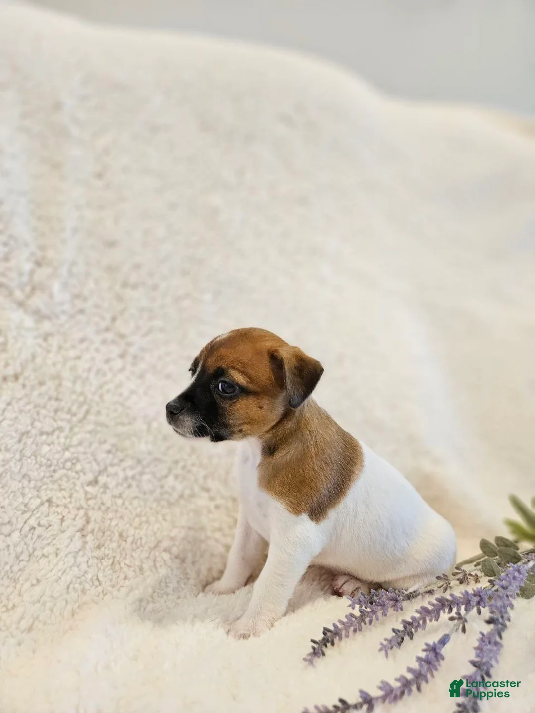 Rat Terrier dogs for sale: Ruby - Ad 2