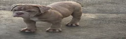 Olde English Bulldogge dogs for sale: Olde English Bulldogge 2 - Ad 3