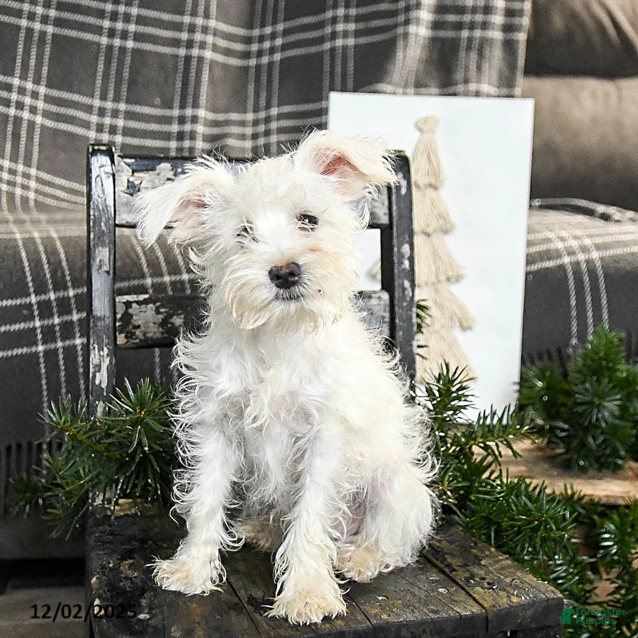 Schnoodle dogs Eddy - Ad 3