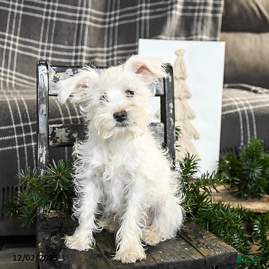 Schnoodle dogs for sale: Eddy - Ad 1