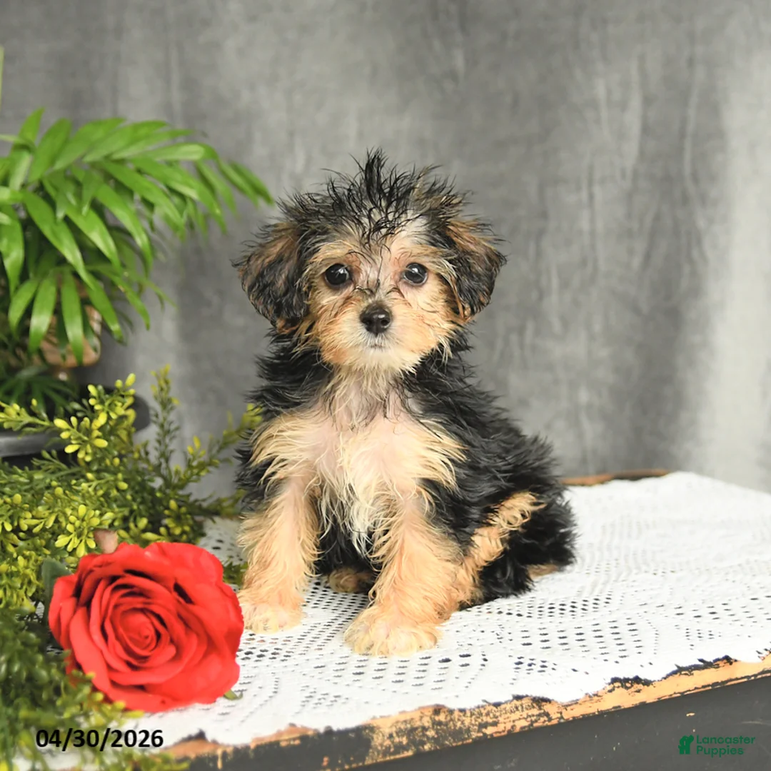 Yorkiepoo dogs for sale: Lucas - Ad 1