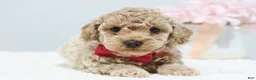 Toy Poodle dogs for sale: Chloe - Ad 2