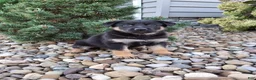 German Shepherd dogs for sale: Skye - Ad 11