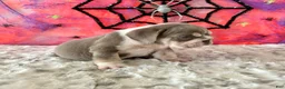 English Bulldog dogs for sale: Aleco  - Ad 5