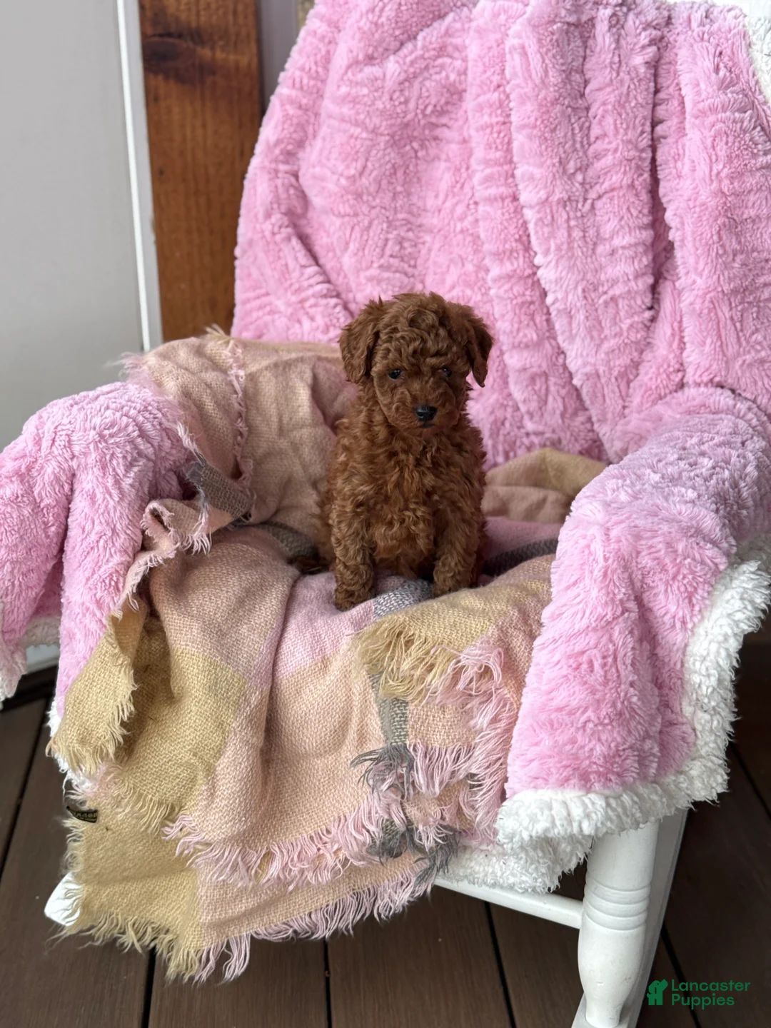 Toy Poodle dogs for sale: Norra - Ad 11