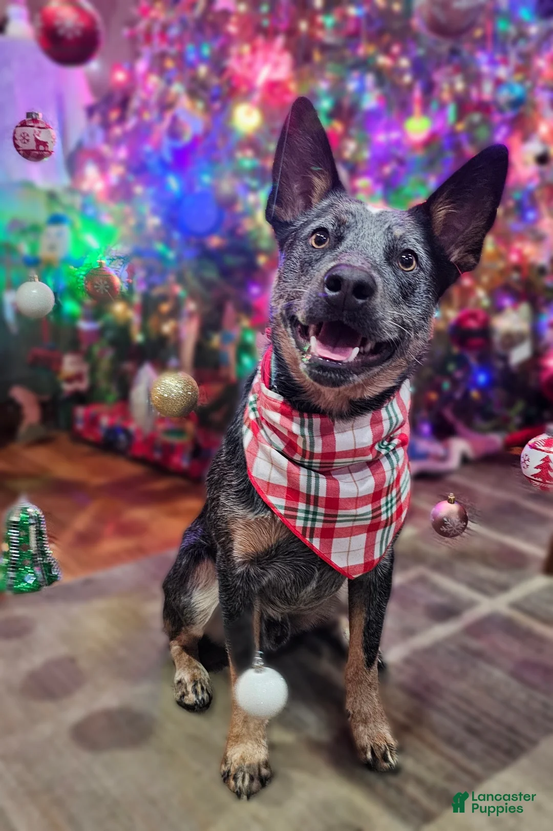 Mixed Breed dogs for sale: Mixed Breed Puppy 7 - Ad 27