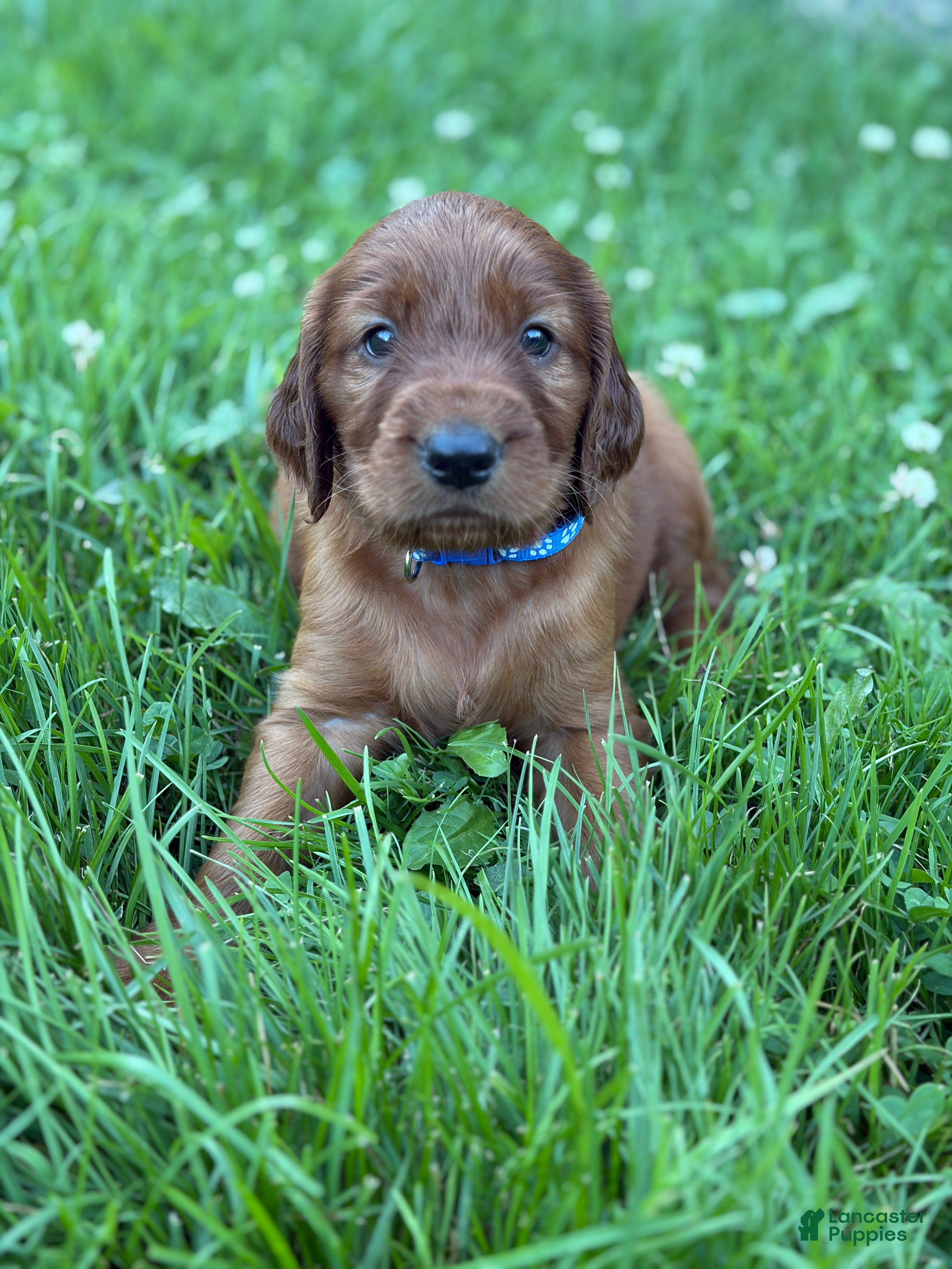 Irish Setter dogs Dark blue collar  - Ad 34