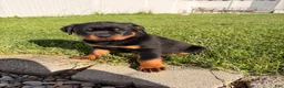 Rottweiler dogs for sale: Brutus  - Ad 3