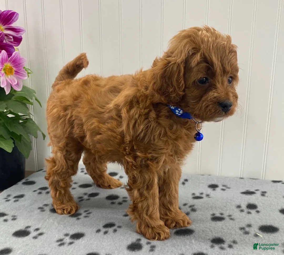 Cavapoo dogs for sale: Norman - Ad 2