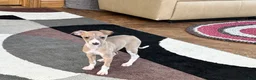 Italian Greyhound dogs for sale: Male fawn Italian Greyhound Puppy 2 - Ad 8