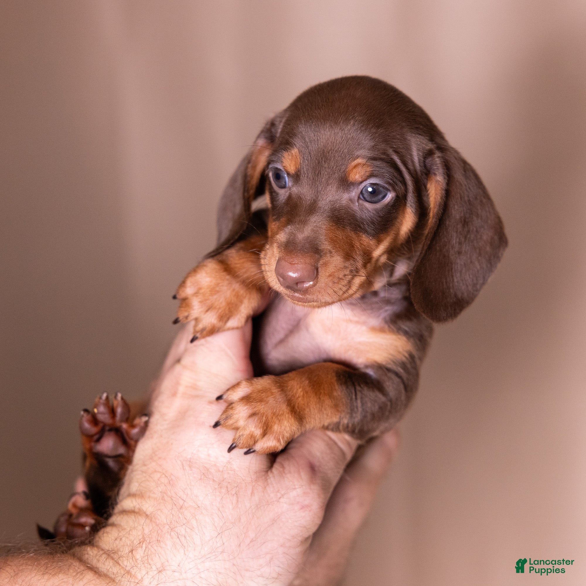 Miniature Dachshund dogs Liam - Ad 1