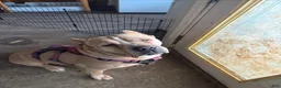 Cane Corso dogs for sale: Cane Corso 2 - Ad 3