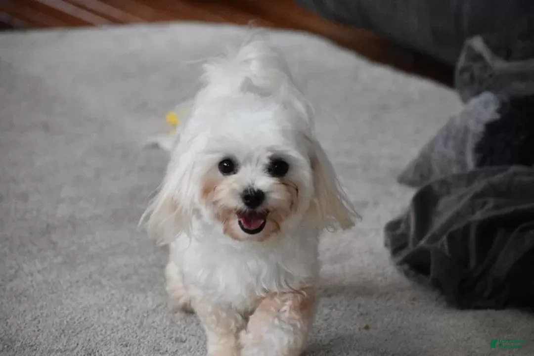 Maltese dogs for sale: Skye - Ad 11