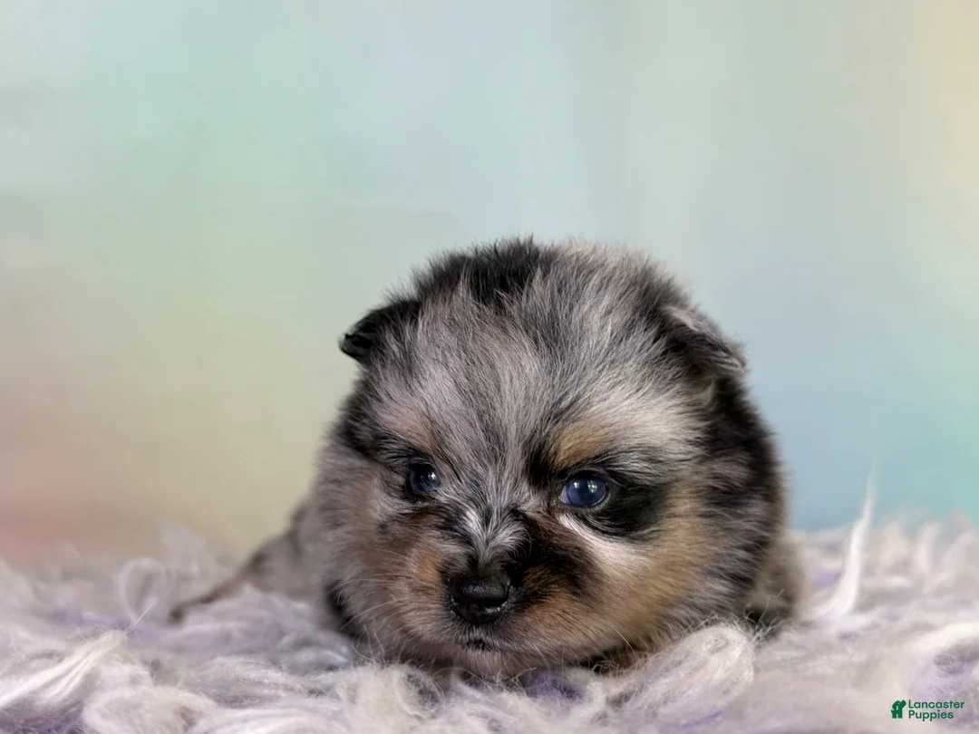 Pomeranian dogs for sale: Tulip - Ad 2