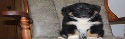 Australian Shepherd dogs for sale: Tootsie - Ad 4