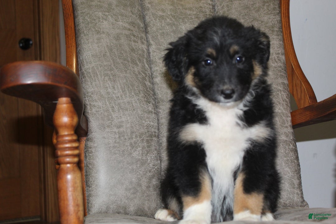 Australian Shepherd dogs for sale: Tootsie - Ad 4