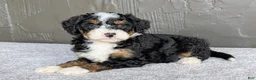 Mini Bernedoodle dogs for sale: Charlie  - Ad 6