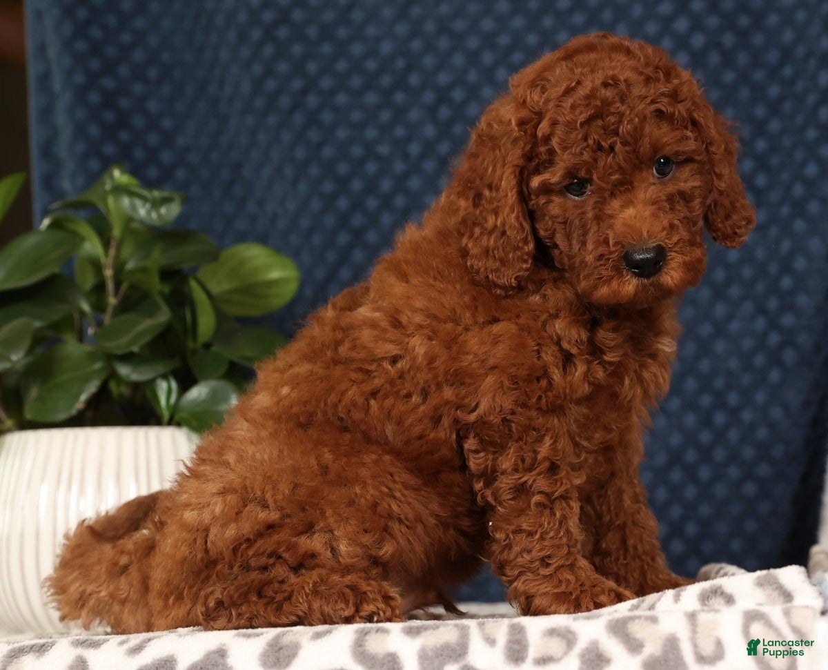 Miniature Poodle dogs Scott - Ad 27