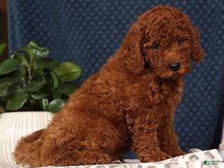 Miniature Poodle dogs Scott - Ad 4