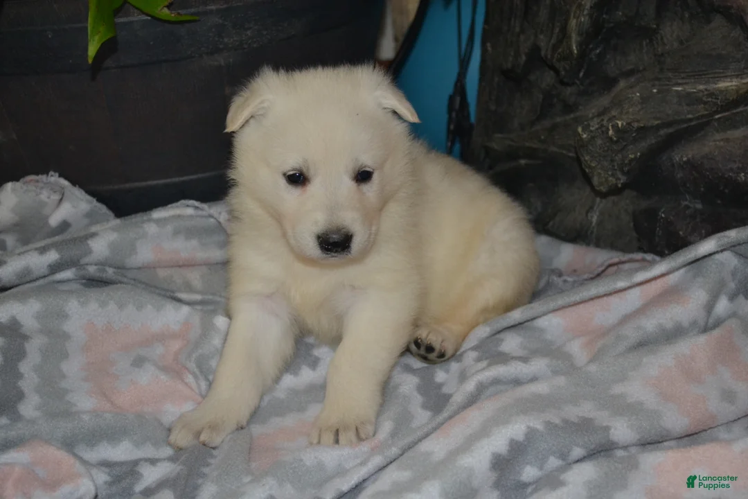 German Shepherd dogs for sale: Spring - Ad 2