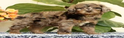 Mini Goldendoodle dogs for sale: Cliff - Ad 3