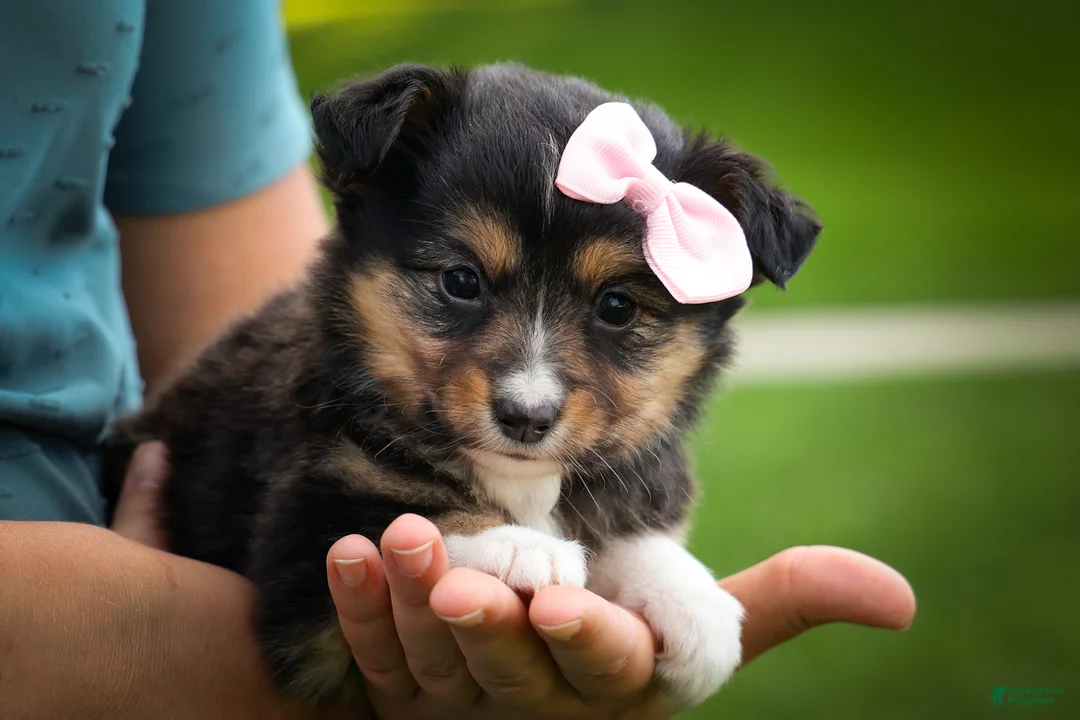 Mixed Breed dogs for sale: Goldie Mae🎀 - Ad 1
