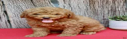 Miniature Poodle dogs for sale: Baxter - Ad 2