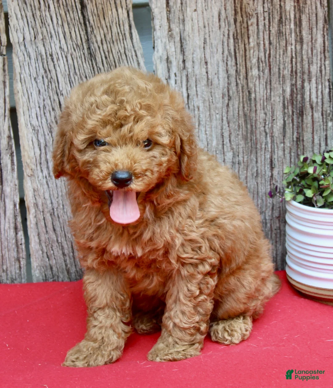 Miniature Poodle dogs for sale: Baxter - Ad 2
