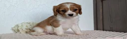 Cavapoo dogs for sale: Stella - Ad 4