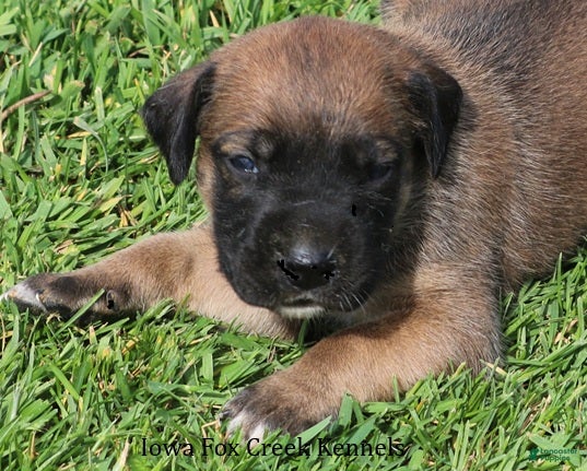 Mixed Breed dogs Bonnie - Ad 20
