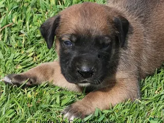 Mixed Breed dogs Bonnie - Ad 20