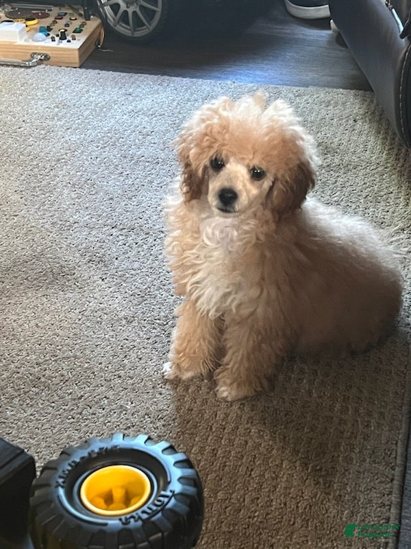 Toy Poodle dogs for sale: Toy Poodle Boy - Ad 1