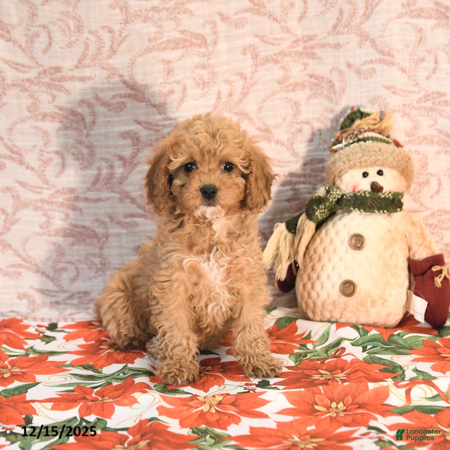 Cavapoo dogs Kandy - Ad 34