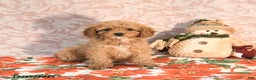 Cavapoo dogs for sale: Kandy - Ad 1